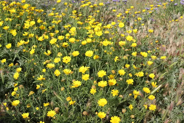 Кразантеми Цвітуть Галявині Міському Парку Півночі Ізраїлю Велике Літо Ізраїлі — стокове фото