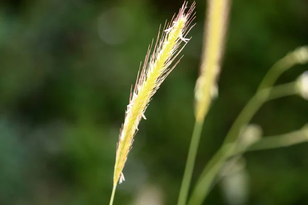 Ears Wild Crops Sway Strong Wind City Park Northern Israel — Stock Photo, Image