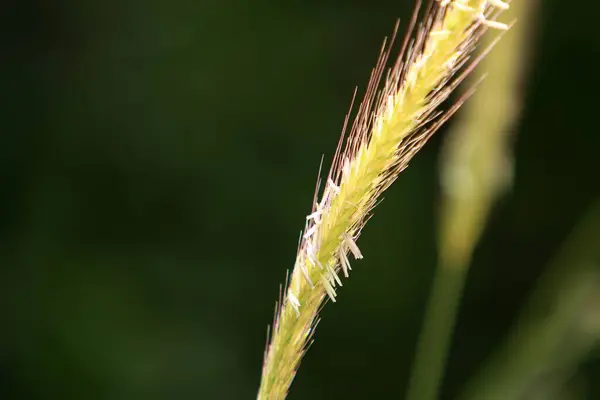 Ears Wild Crops Sway Strong Wind City Park Northern Israel — Stock Photo, Image