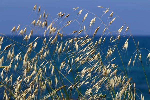 Espigas Cultivos Silvestres Balancean Fuerte Viento Parque Ciudad Norte Israel — Foto de Stock