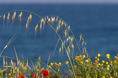 İsrail 'in kuzeyindeki bir şehir parkında güçlü bir rüzgarda yabani ekinlerin kulakları sallanıyor. 