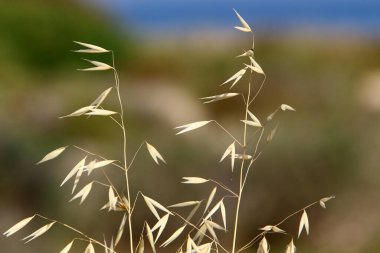 İsrail 'in kuzeyindeki bir şehir parkında güçlü bir rüzgarda yabani ekinlerin kulakları sallanıyor. 