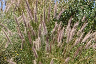 İsrail 'in kuzeyindeki bir şehir parkında güçlü bir rüzgarda yabani ekinlerin kulakları sallanıyor. 