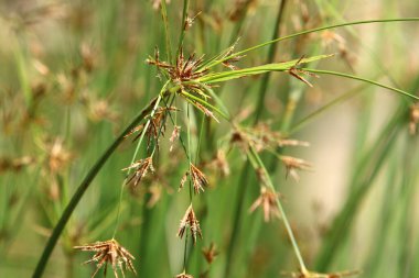 İsrail 'in kuzeyindeki bir şehir parkında güçlü bir rüzgarda yabani ekinlerin kulakları sallanıyor. 