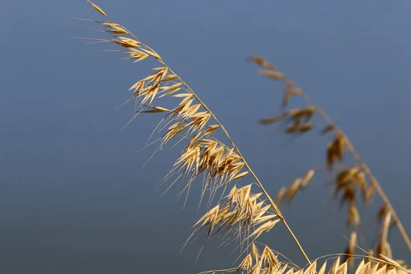 Ears Wild Crops Sway Strong Wind City Park Northern Israel — Stock Photo, Image