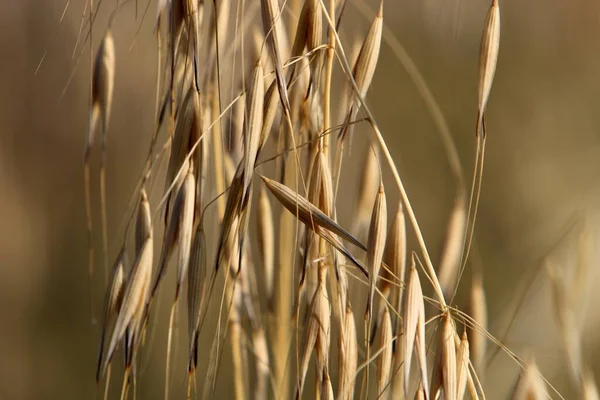 Ähren Wilder Pflanzen Wiegen Sich Bei Starkem Wind Einem Stadtpark — Stockfoto