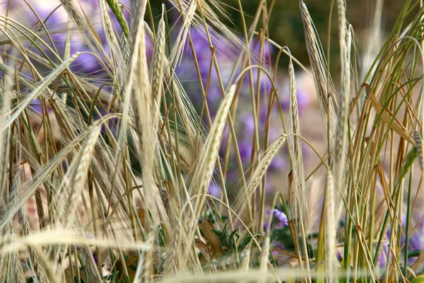 Épis Cultures Sauvages Balancent Dans Vent Fort Dans Parc Urbain — Photo