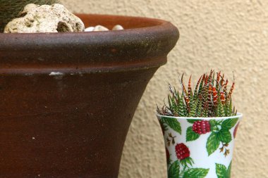 yeşil bitkiler ve çiçekler balkonda bir saksıda yetişir. İsrail 'de sıcak yaz 