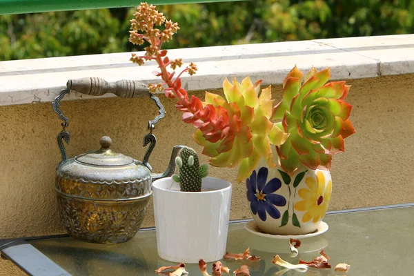阳台上的花盆里长着绿色的植物和花 以色列炎热的夏天 — 图库照片