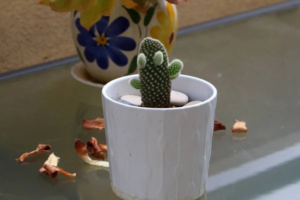 Des Plantes Des Fleurs Vertes Poussaient Dans Pot Sur Balcon — Photo