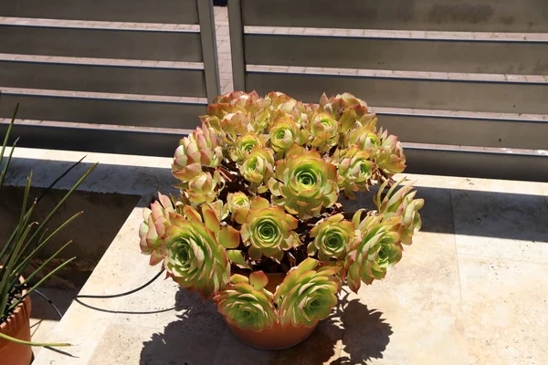 阳台上的花盆里长着绿色的植物和花 以色列炎热的夏天 — 图库照片