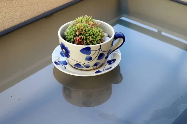 Einem Topf Auf Dem Balkon Wuchsen Grüne Pflanzen Und Blumen — Stockfoto