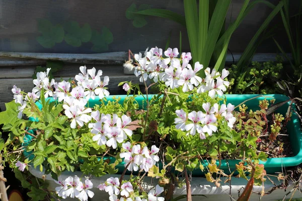 Gröna Växter Och Blommor Växte Kruka Balkongen Varm Sommar Israel — Stockfoto