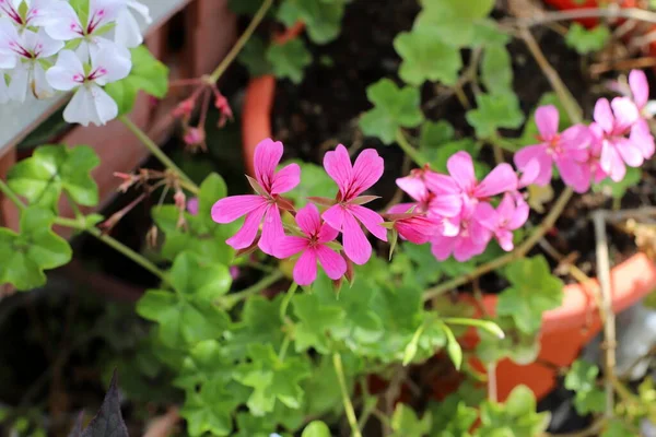 Gröna Växter Och Blommor Växte Kruka Balkongen Varm Sommar Israel — Stockfoto