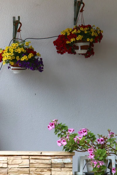 Gröna Växter Och Blommor Växte Kruka Balkongen Varm Sommar Israel — Stockfoto