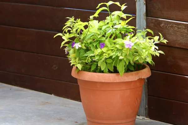 Groene Planten Bloemen Groeiden Een Pot Het Balkon Hete Zomer — Stockfoto