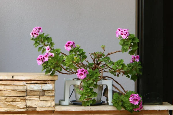 Gröna Växter Och Blommor Växte Kruka Balkongen Varm Sommar Israel — Stockfoto