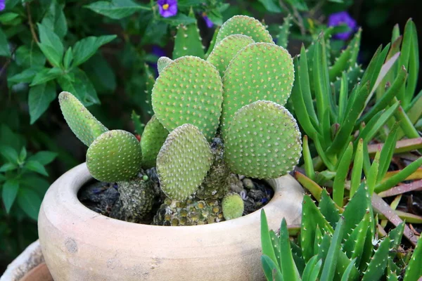 バルコニーの鍋に緑の植物や花が生えていました イスラエルの暑い夏 — ストック写真