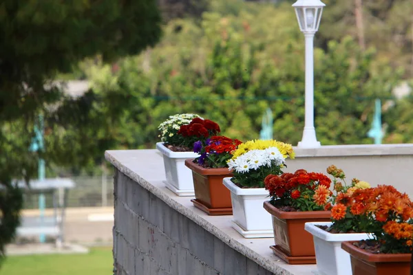 Plantas Verdes Flores Crecieron Una Olla Balcón Verano Caliente Israel — Foto de Stock