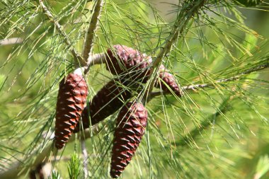 Kuzey İsrail 'de taze filizleri ve yeni kozalakları olan her zaman yeşil çam ağaçları yetişir. 
