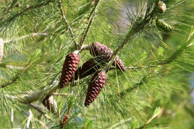 Kuzey İsrail 'de taze filizleri ve yeni kozalakları olan her zaman yeşil çam ağaçları yetişir. 