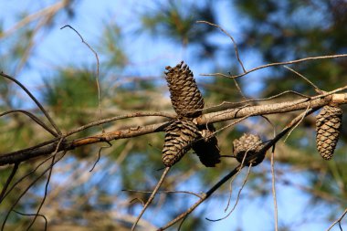 Kuzey İsrail 'de taze filizleri ve yeni kozalakları olan her zaman yeşil çam ağaçları yetişir. 