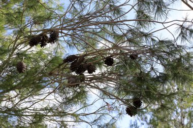 Kuzey İsrail 'de taze filizleri ve yeni kozalakları olan her zaman yeşil çam ağaçları yetişir. 