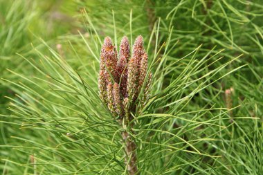 Kuzey İsrail 'de taze filizleri ve yeni kozalakları olan her zaman yeşil çam ağaçları yetişir. 