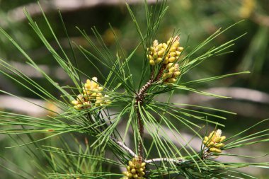 Kuzey İsrail 'de taze filizleri ve yeni kozalakları olan her zaman yeşil çam ağaçları yetişir. 