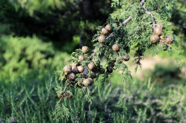 Kuzey İsrail 'de taze filizleri ve yeni kozalakları olan her zaman yeşil çam ağaçları yetişir. 