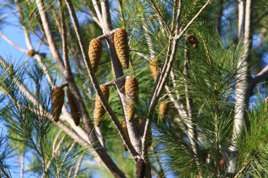 Kuzey İsrail 'de taze filizleri ve yeni kozalakları olan her zaman yeşil çam ağaçları yetişir. 
