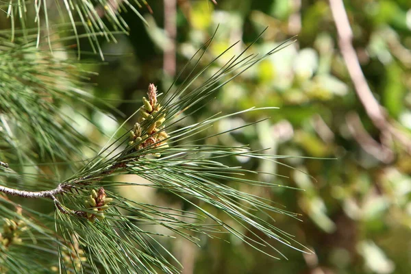 Pin Sempervirent Avec Jeunes Pousses Nouveaux Cônes Pousse Dans Nord — Photo