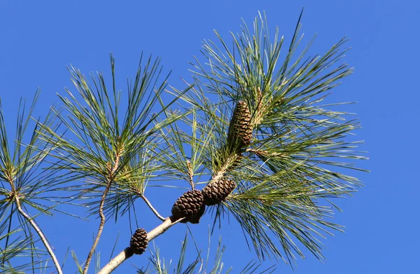 Evergreen Tall Med Unga Skott Och Nya Kottar Växer Norra — Stockfoto