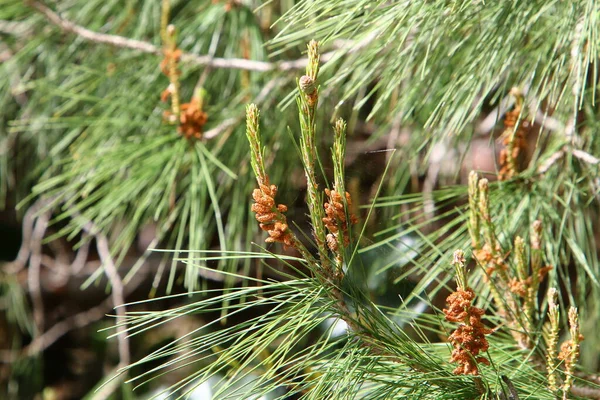 Evergreen Pine Young Shoots New Cones Grows Northern Israel — Stock Photo, Image