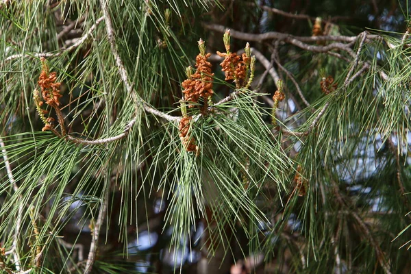 Pinheiro Perene Com Brotos Jovens Novos Cones Cresce Norte Israel — Fotografia de Stock