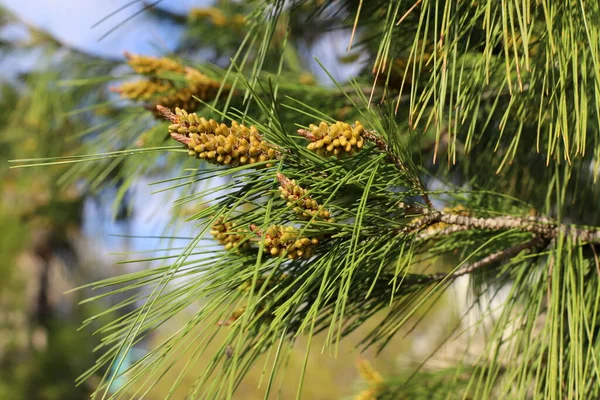 Pinheiro Perene Com Brotos Jovens Novos Cones Cresce Norte Israel — Fotografia de Stock