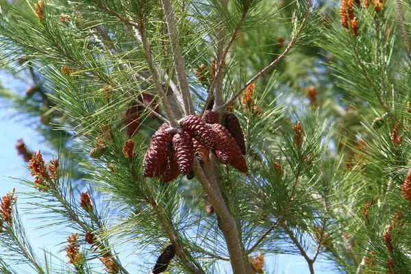 Evergreen Tall Med Unga Skott Och Nya Kottar Växer Norra — Stockfoto