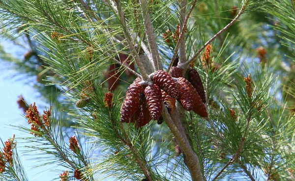 Pinheiro Perene Com Brotos Jovens Novos Cones Cresce Norte Israel — Fotografia de Stock