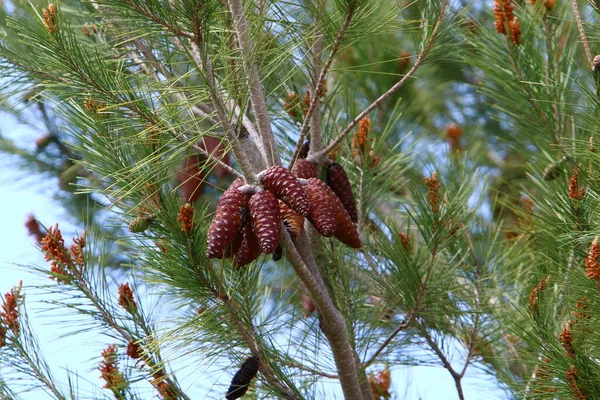 Evergreen Tall Med Unga Skott Och Nya Kottar Växer Norra — Stockfoto