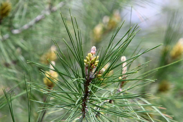 Pinheiro Perene Com Brotos Jovens Novos Cones Cresce Norte Israel — Fotografia de Stock