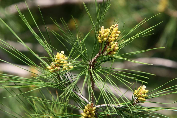 Pinheiro Perene Com Brotos Jovens Novos Cones Cresce Norte Israel — Fotografia de Stock