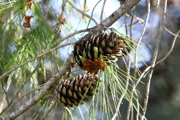 Evergreen Pine Young Shoots New Cones Grows Northern Israel — Stock Photo, Image