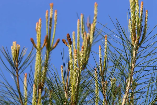 Evergreen Tall Med Unga Skott Och Nya Kottar Växer Norra — Stockfoto