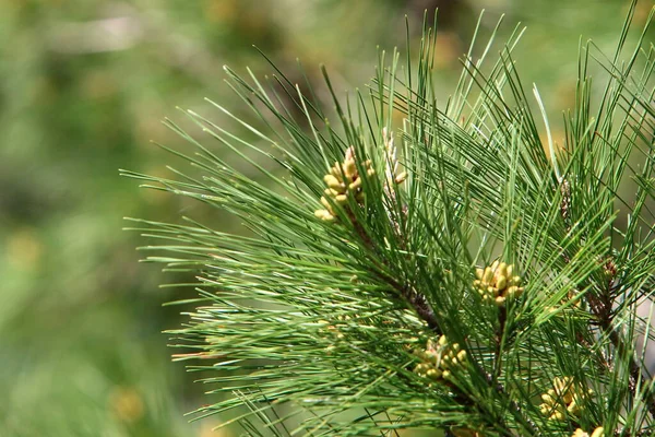 Evergreen Pine Young Shoots New Cones Grows Northern Israel — Stock Photo, Image