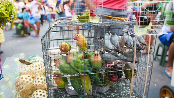 Multicolored parrots in a cage. Sale of parrots in the local Philippine market.