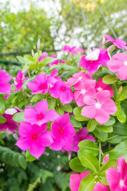 Menekşe çiçek arka planı için.