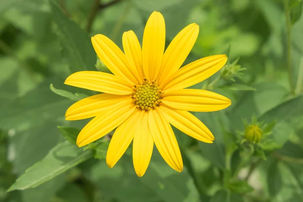 Las flores amarillas para el fondo — Foto de Stock