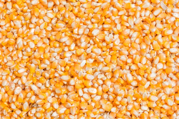 corn seed for background
