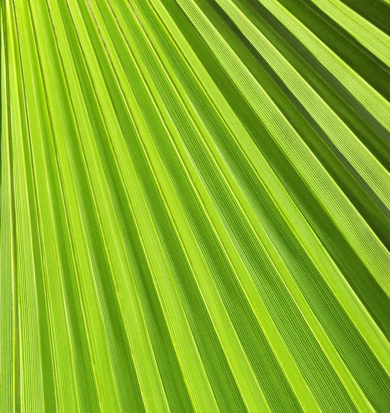 Yeşil palmiye yaprağı