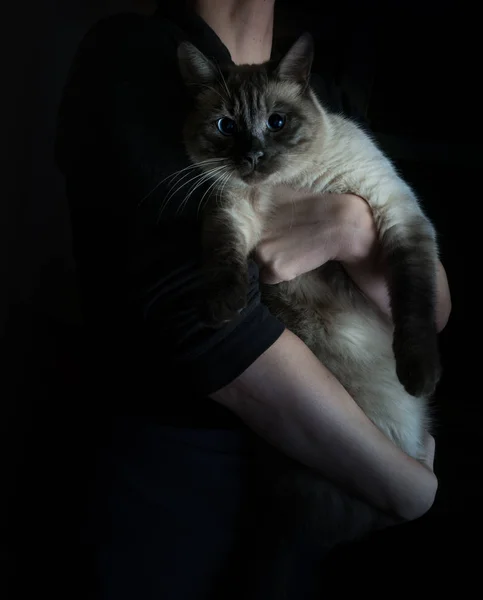 Küçük Hollanda tarzı. büyük bir kedi tutan kadın. Vintage — Stok fotoğraf